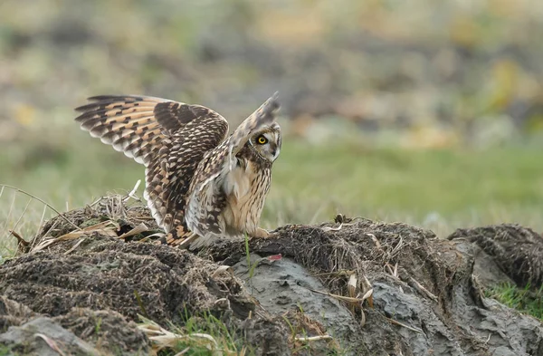 Kurzohreule — Stockfoto