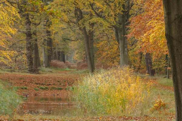 Herfst in het bos — Stockfoto