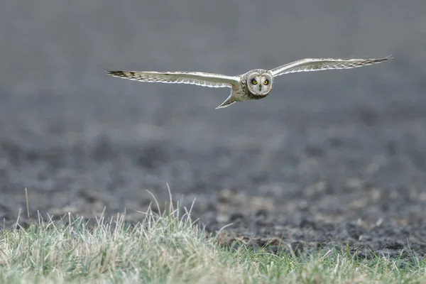 Krótki Eared Owl w locie — Zdjęcie stockowe