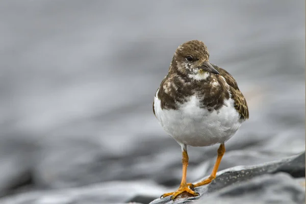 Ruddy Turnstone (arenaria intercala ) —  Fotos de Stock