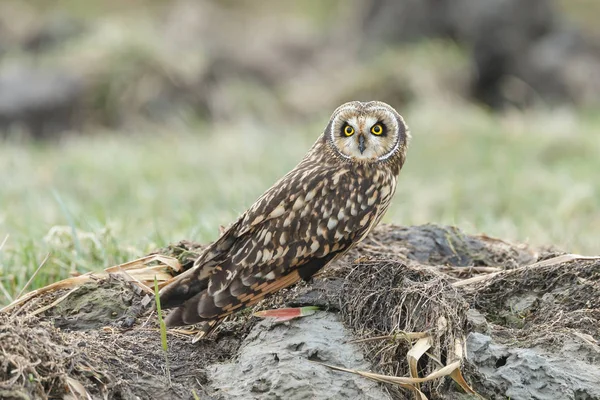 Short eared owl — Stock Photo, Image