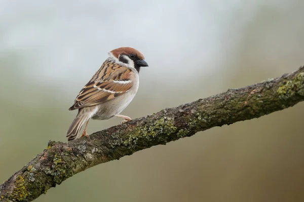 Pássaro de pardal na natureza — Fotografia de Stock