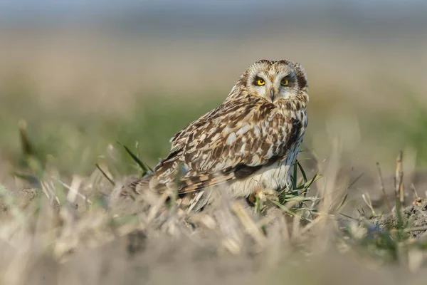 Owl a beautiful owl with yellow eyes — Stock Photo, Image