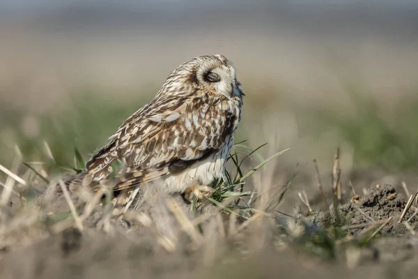 Uil een prachtige uil met gele ogen — Stockfoto