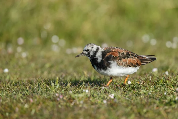 Ruddy turnstone (Arenaria tolka) — Stockfoto