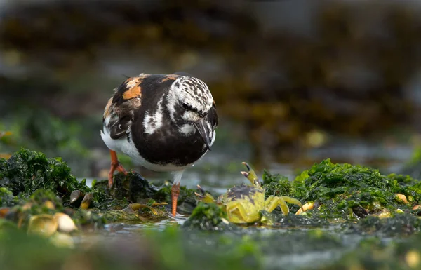 Ruddy Turnstone (arenaria intercala ) — Foto de Stock