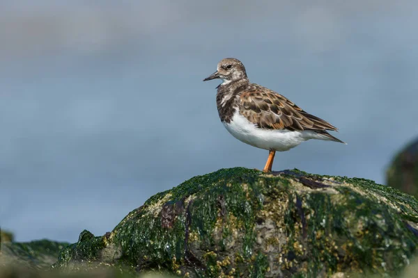 Ruddy Turnstone (arenaria yorumlaması )