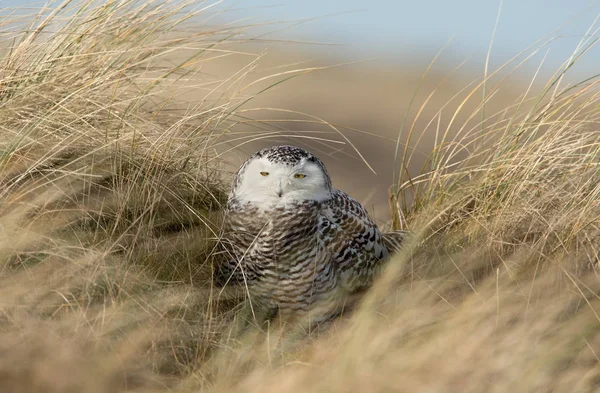 Snowy Owl bird — Stock Photo, Image