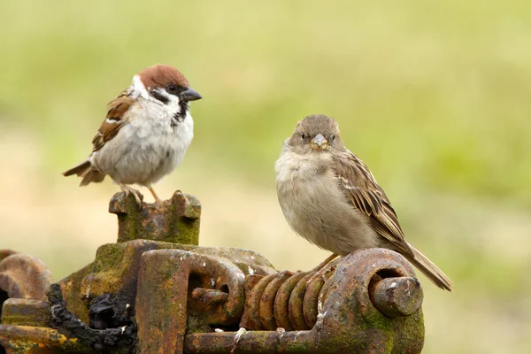 Baumsperlinge männlich und weiblich — Stockfoto