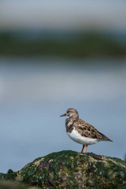 Ruddy Turnstone (arenaria yorumlaması )