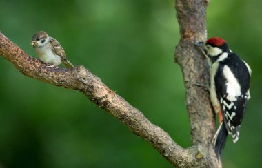 ağaçkakan ve çocukça bir büyük baştankara 