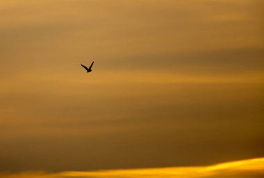 Kısa kulaklı baykuş uçuş