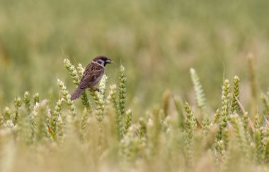 Sparrow bird on nature clipart