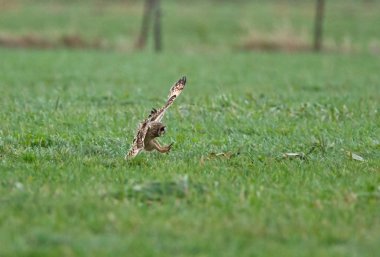 Kukumav son güneş ışığı altında 
