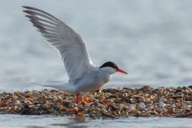 Ortak sumru veya kutup sumrusu