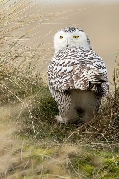 Snowy Owl bird — Stock Photo, Image