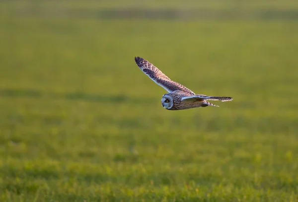 Short Eared Owl in vlucht — Stockfoto