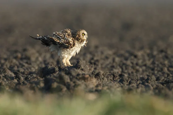 Short Eared Owl veren schudden — Stockfoto