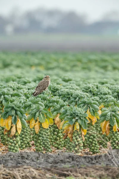 Kurzohreule — Stockfoto