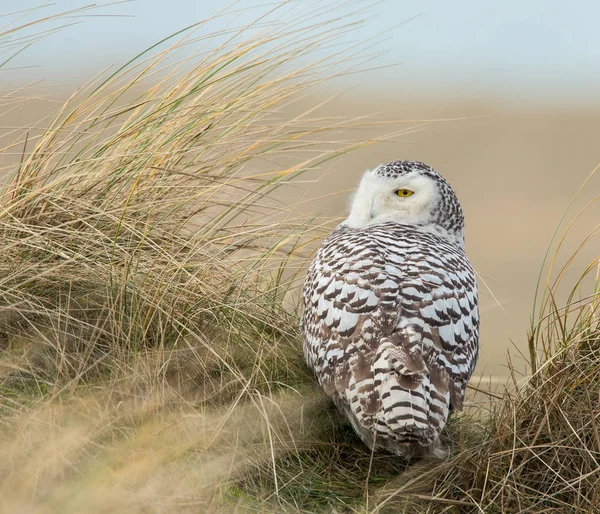 Eulenvogel — Stockfoto