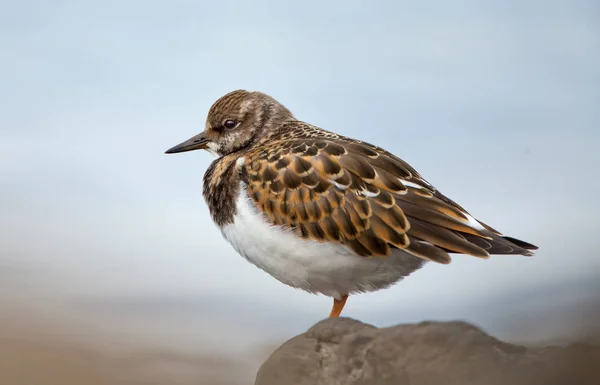 Ruddy Turnstone (arenaria intercala ) —  Fotos de Stock