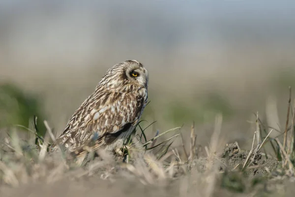 Owl a beautiful owl with yellow eyes — Stock Photo, Image