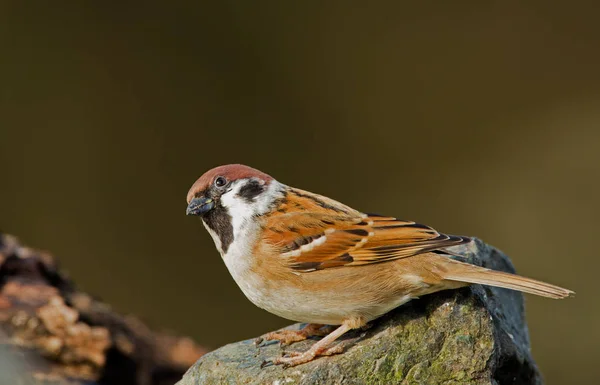 Mus vogel op aard — Stockfoto