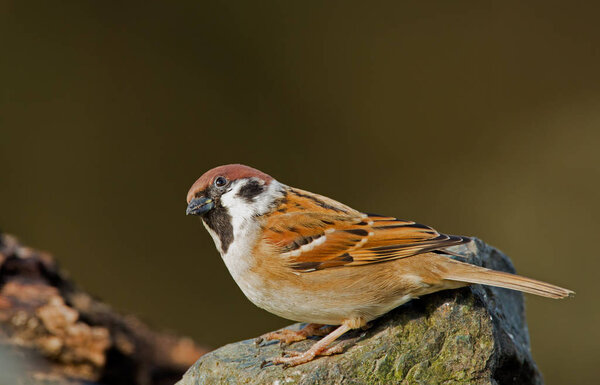 Sparrow bird on nature