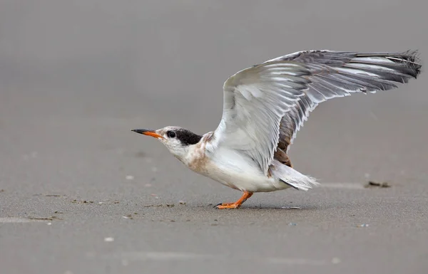 Arctic tern bird — Stock Photo, Image