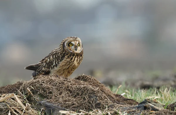 Short eared owl — Stockfoto