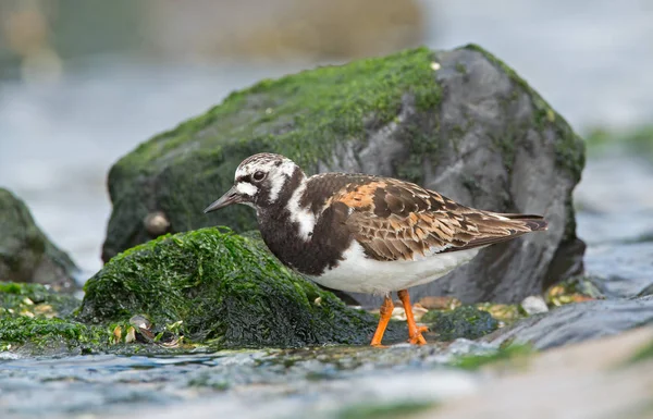 Kameňáček pestrý (Arenaria interpretovat) — Stock fotografie