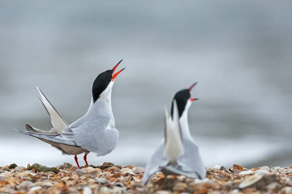 Gemeenschappelijke Tern of Arctische sterns — Stockfoto