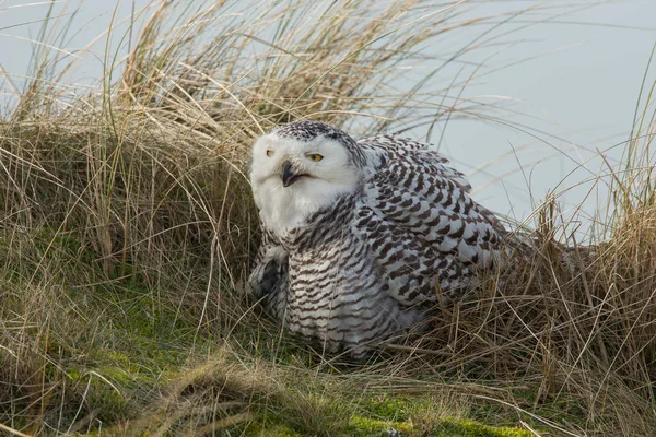 Snowy Owl bird — Stock Photo, Image