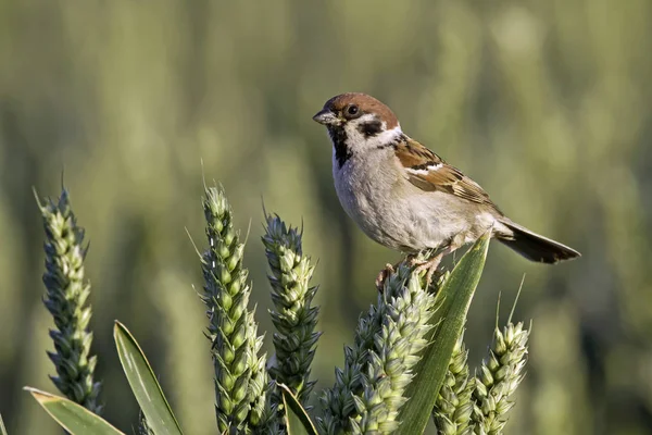 Sparrow bird on nature — Stock Photo, Image