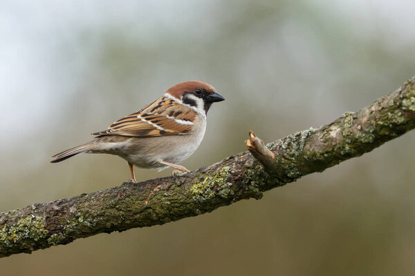 Sparrow bird on nature