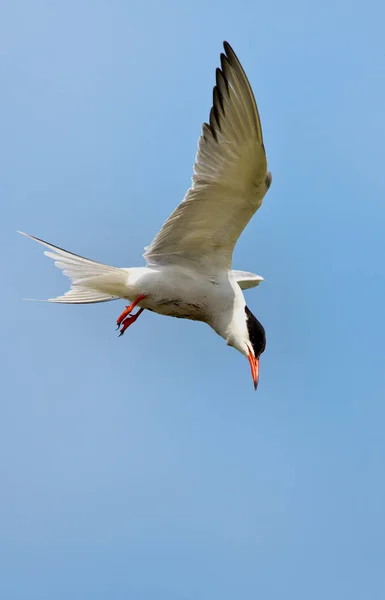 Gemeenschappelijke Tern of Noordse Stern — Stockfoto