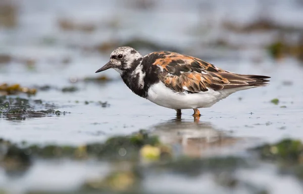 Roter Steinwälzer (arenaria interpretiert ) — Stockfoto