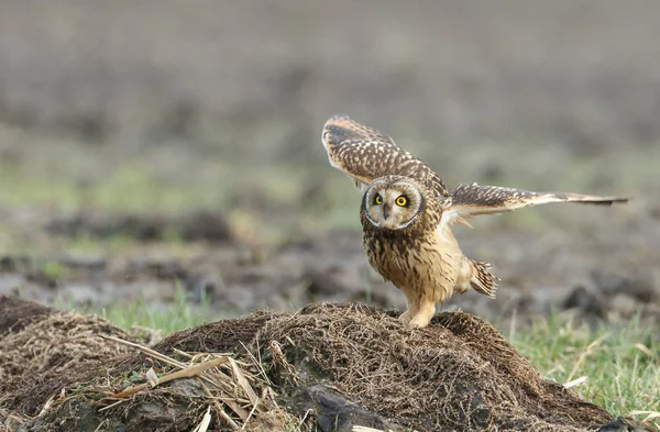 Short eared owl — Stock Photo, Image