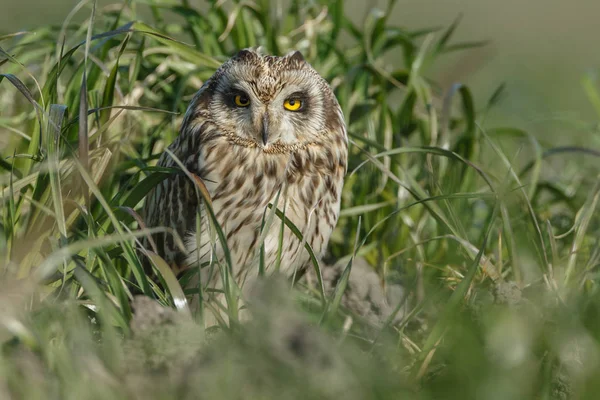 Owl en vacker Uggla med gula ögon — Stockfoto