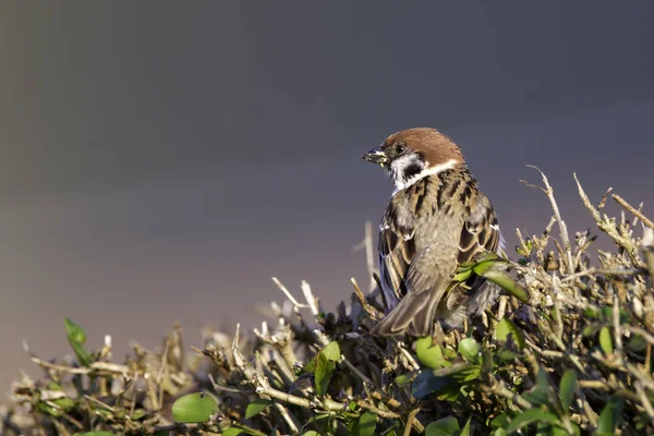 Moineau oiseau sur la nature — Photo