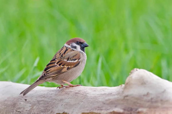 Mus vogel op aard — Stockfoto