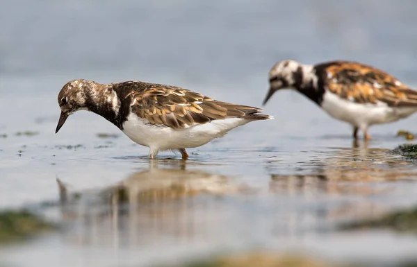 Ruddy turnstones (Arenaria interpret) — Stock Photo, Image