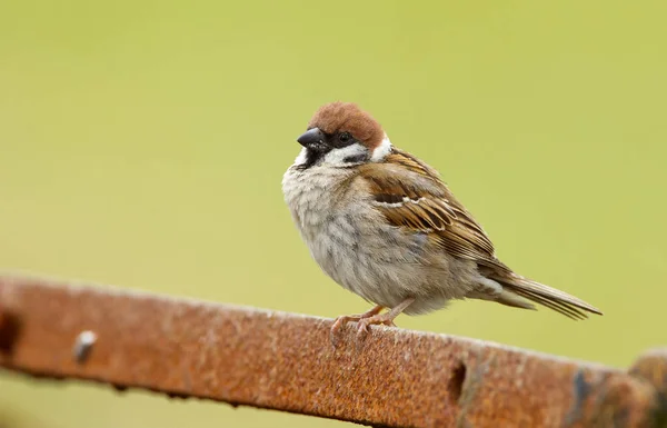 Sparrow bird on nature — Stock Photo, Image