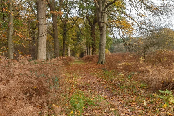 Herfst in het bos — Stockfoto