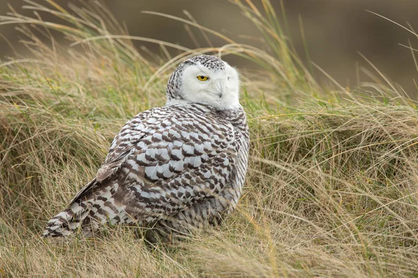 Eulenvogel — Stockfoto