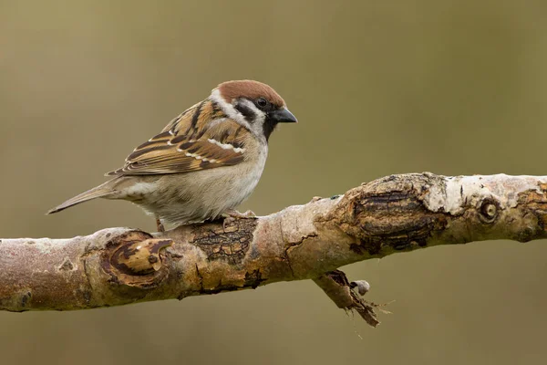 Sparrow bird on nature — Stock Photo, Image