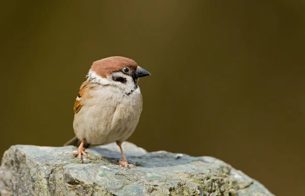 Pássaro de pardal na natureza — Fotografia de Stock