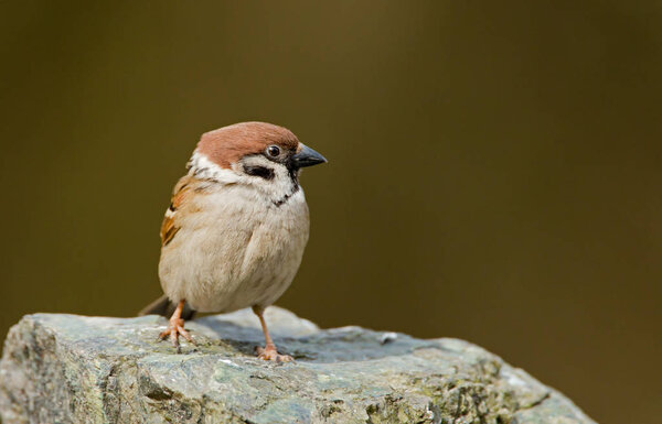 Sparrow bird on nature