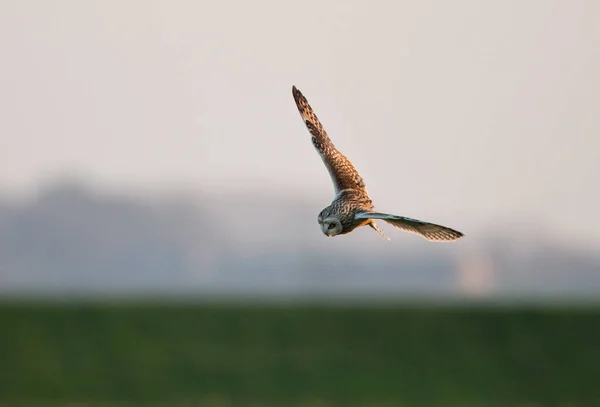 Short Eared Owl in vlucht — Stockfoto