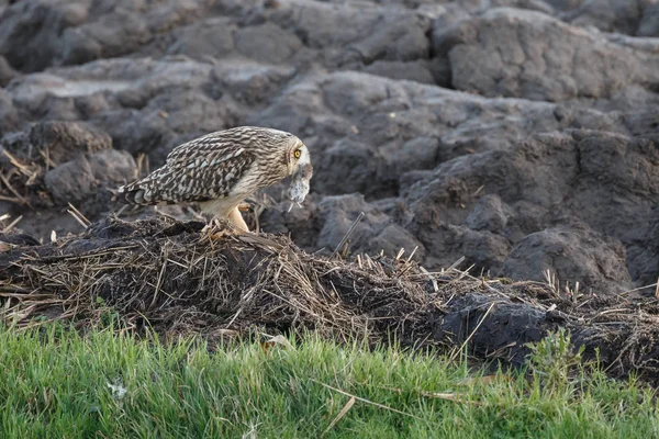 Short Eared Owl with a mouse — Stock Photo, Image